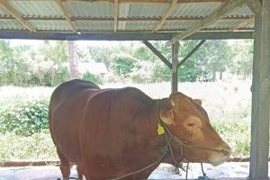 Pemkot Manado tingkatkan pengawasan kesehatan sapi kurban