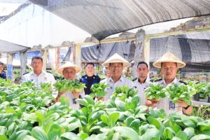 Lapas Manado budi daya sayur pakcoi bekali kemandirian warga binaan