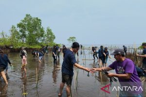 Industri otomotif bersama GenPI tanam mangrove lestarikan pesisir Bunaken